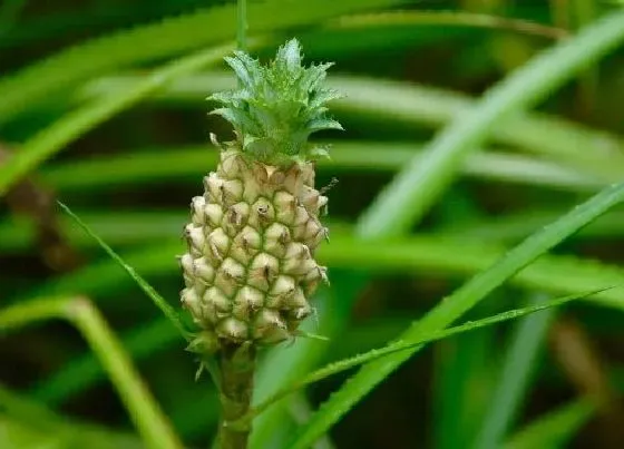 植物百科|菠萝甜度高吗
