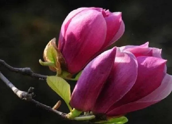 植物扦插|紫玉兰几月份扦插最好