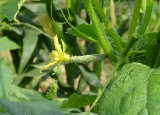 种植管理|黄瓜适合几月份种植 在什么季节种植好