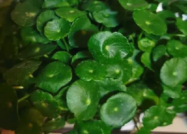 植物浇水|铜钱草浇水的正确方法