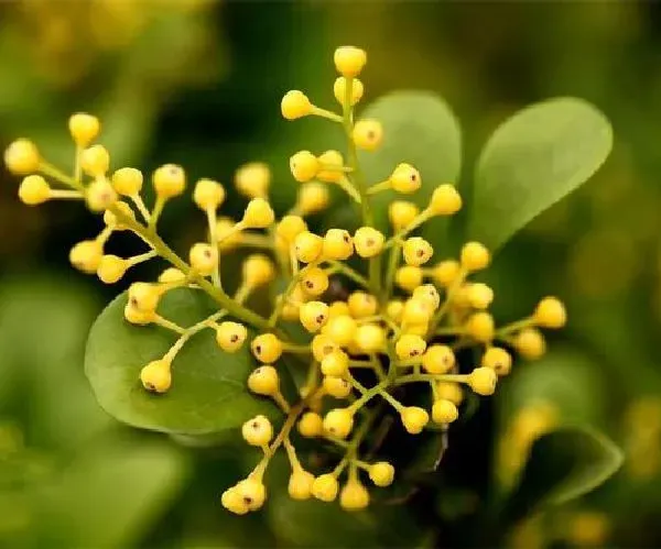 植物浇水|米兰浇水要浇透吗