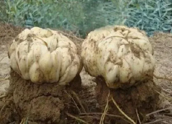 种植管理|百合什么时候挖出来最好，百合每年冬天要挖出重栽吗）