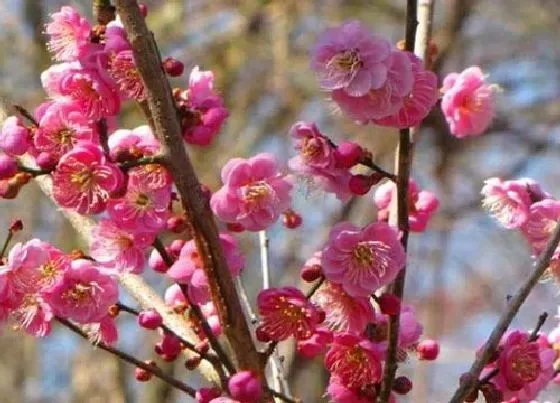 开花时间|红梅花什么时候开花 花期是几月