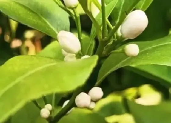 开花时间|桔子什么时候开花 开花时间是几月