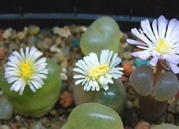 养殖科普|多肉花喜欢阳光吗