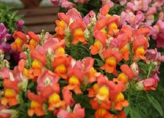花语|金鱼草的花语是什么