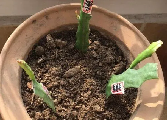 花朵诊疗|昙花怎么快速开花