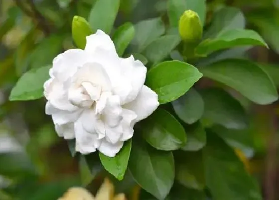 花之最|栀子花有几个品种和图片 哪种栀子花最香好养