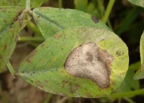 植物病害|花生炭疽病发病的发病原因与治疗方法