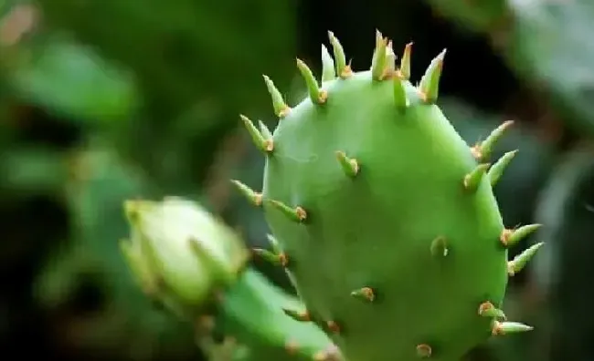 植物移栽|仙人掌换土后如何养护（仙人掌换盆换土注意事项）