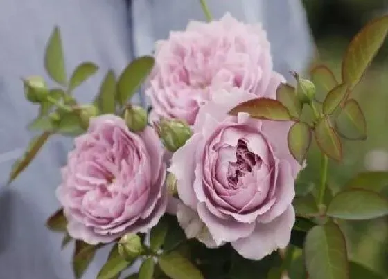 植物百科|空蒙月季优缺点（空蒙不开花长势慢不耐寒直立性不好）