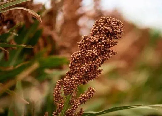 植物产地|高粱原产地在哪里