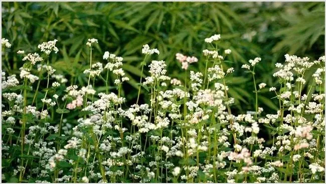 荞麦怎么提高产量？如何种植注意什么 | 农业科普