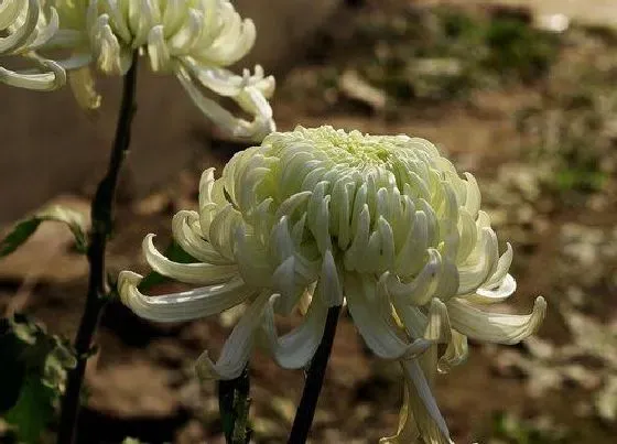 开花时间|龙爪菊什么时候开花 种多长时间开花