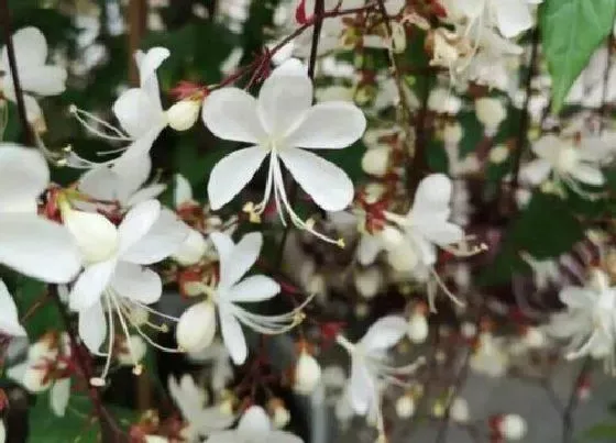 冬天植物|垂丝茉莉耐寒吗 垂丝茉莉花如何过冬