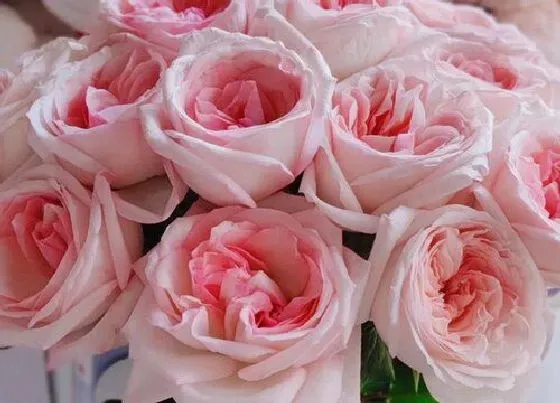 花语|什么花的花语是无私的爱