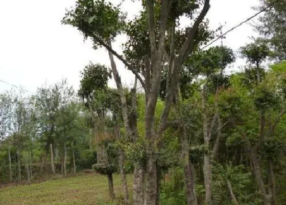 植物百科|榨木树值钱吗 市场价格