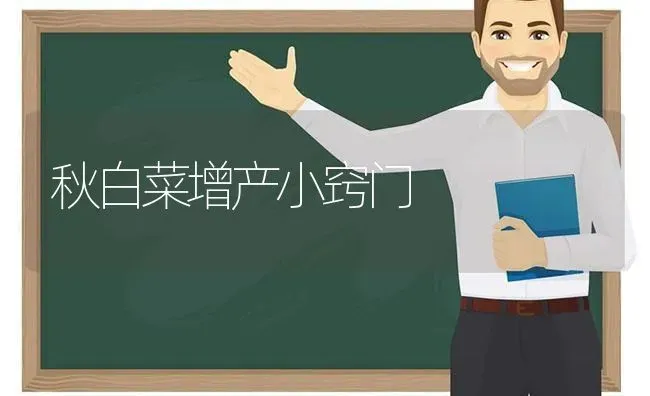 秋白菜增产小窍门 | 蔬菜种植