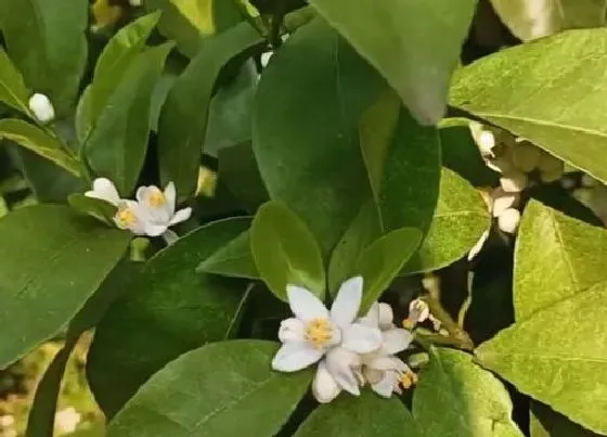 开花时间|桔子什么时候开花 开花时间是几月