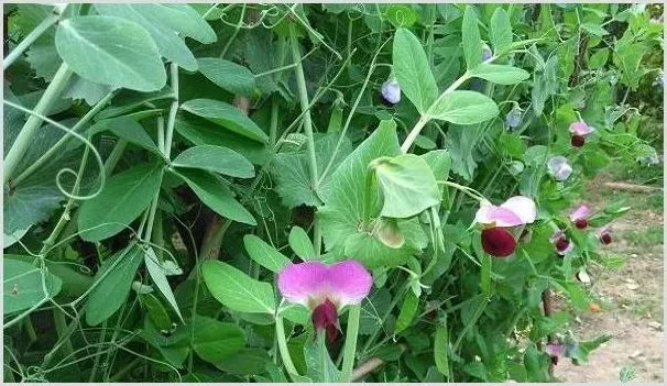 荷兰豆种植时间和方法 | 农业技术