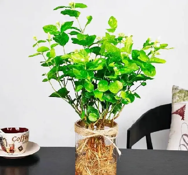 养殖科普|风车茉莉能水培吗（水培风车茉莉的养殖方法和注意事项）