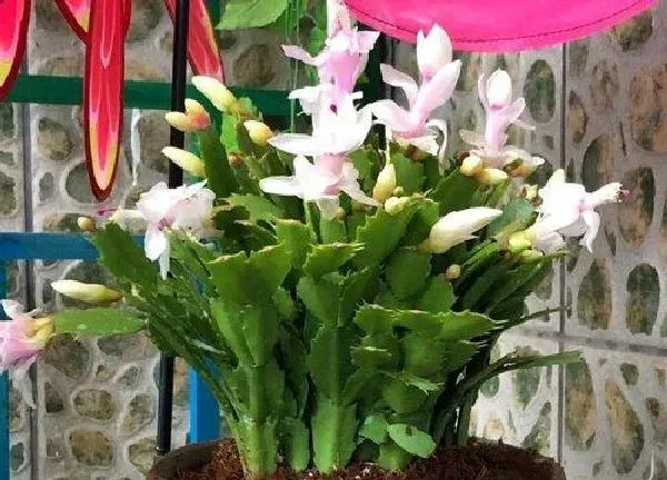 养殖科普|蟹爪兰用高盆还是矮盆 蟹爪兰适合大盆还是小盆种植
