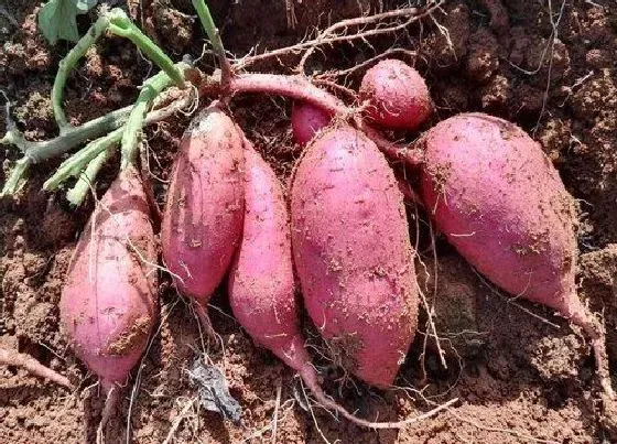 植物播种|地瓜什么时候播种好