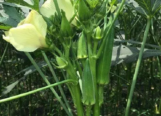 植物修剪|秋葵怎么修剪方法