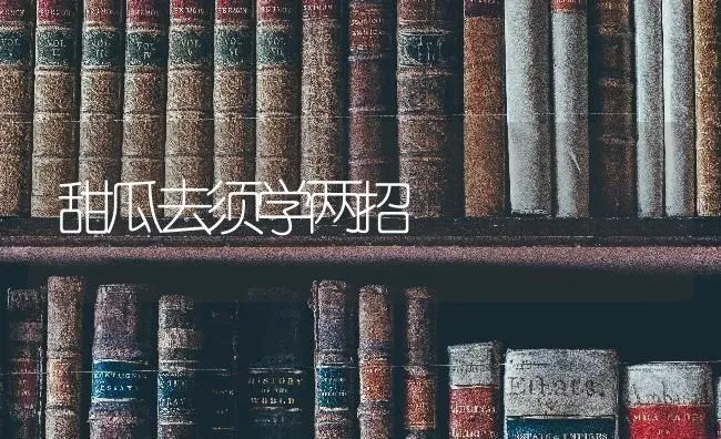 甜瓜去须学两招 | 瓜果种植