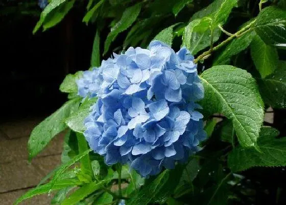 室内摆放|绣球花室内可以养吗 在室内养的还是室外养的好