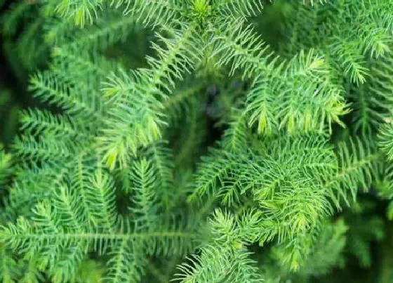 植物百科|文竹开花吗 多少年开一次花