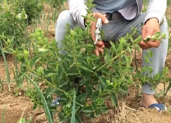 植物修剪|金银花什么时候剪枝合适