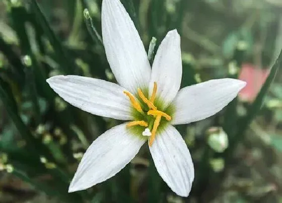 植物种类|葱兰是常绿植物吗