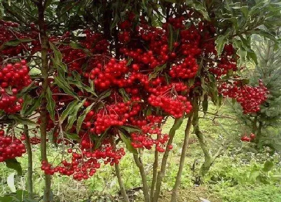 植物修剪|富贵籽怎么修剪方法