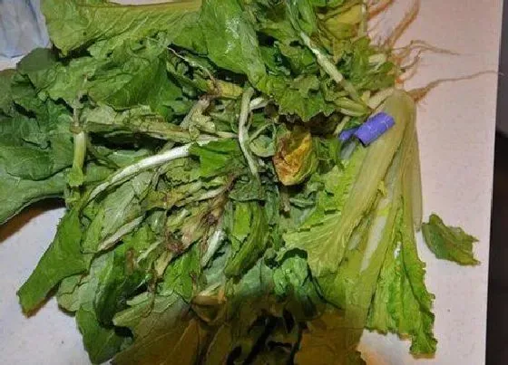 植物施肥|烂菜叶子可以做肥料吗