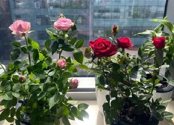 枯萎|盆栽玫瑰花怎么养才不会枯萎 玫瑰花的种植方法及养护