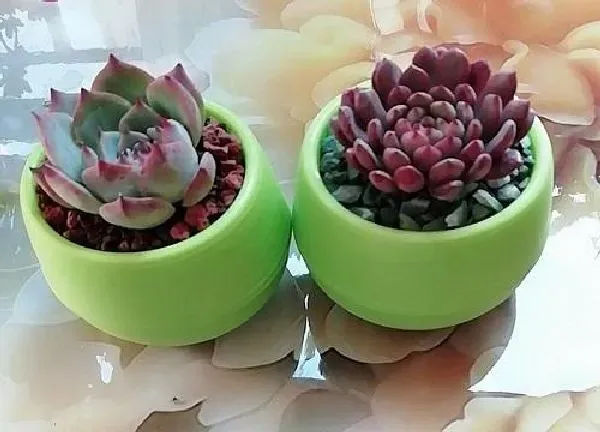 植物浇水|维生素c可以浇多肉植物吗