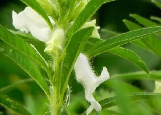 植物病害|芝麻炭疽病的发病原因与治疗方法