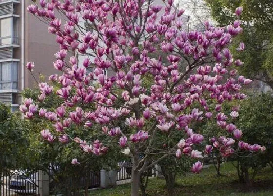 开花时间|紫玉兰一年开几次花