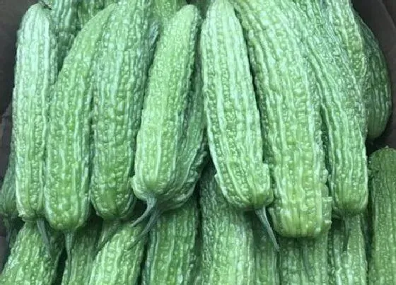 营养价值|苦瓜和什么不能一起吃  与什么同食相克