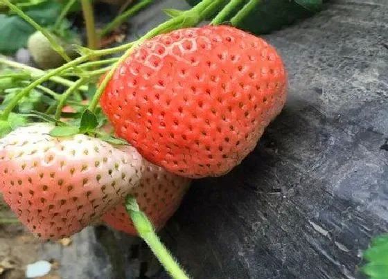 种植土壤|草莓适合什么土种植