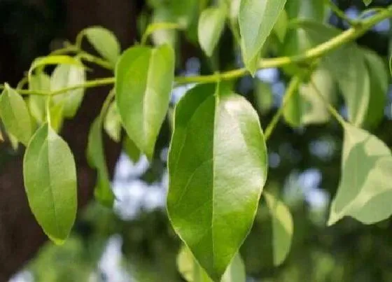 植物排行|樟科植物有哪些