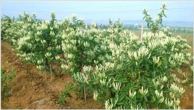 金银花的种植条件及时间 | 自然知识