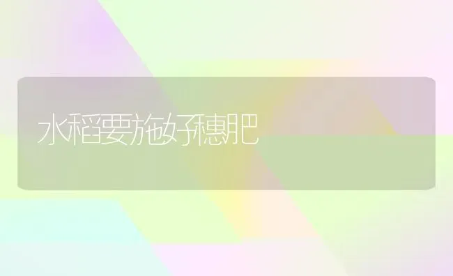 水稻要施好穗肥 | 粮油作物种植