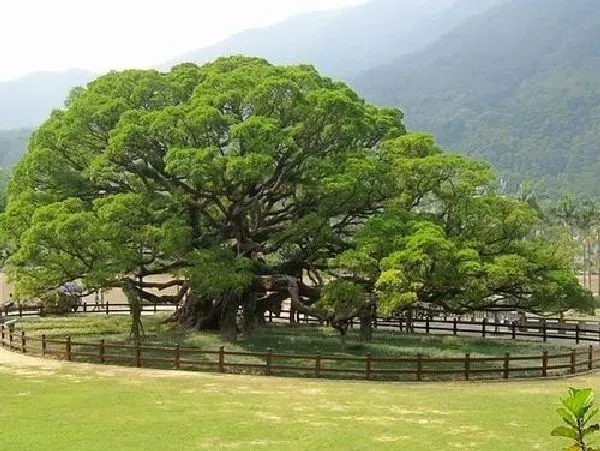 植物浇水|榕树浇水时间和正确方法