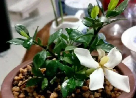 花之最|栀子花有几个品种和图片 哪种栀子花最香好养