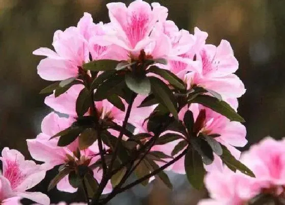 植物排行|杜鹃花什么品种最好
