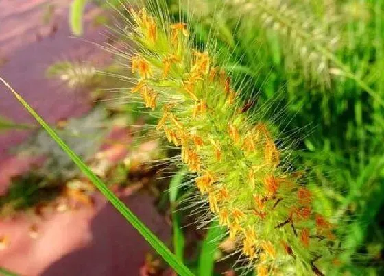 植物百科|狗尾巴草会开花吗 开花的样子和颜色