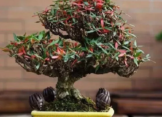 植物种类|络石是草本还是木本
