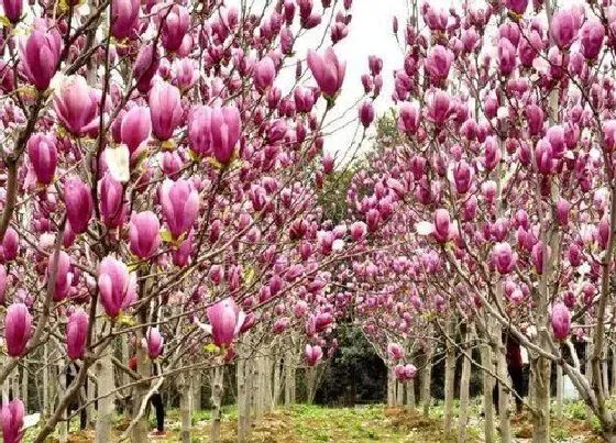 开花时间|紫玉兰一年开几次花